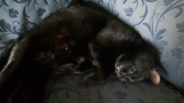 Cats still catting. What's your DCat up to today? Pt 3