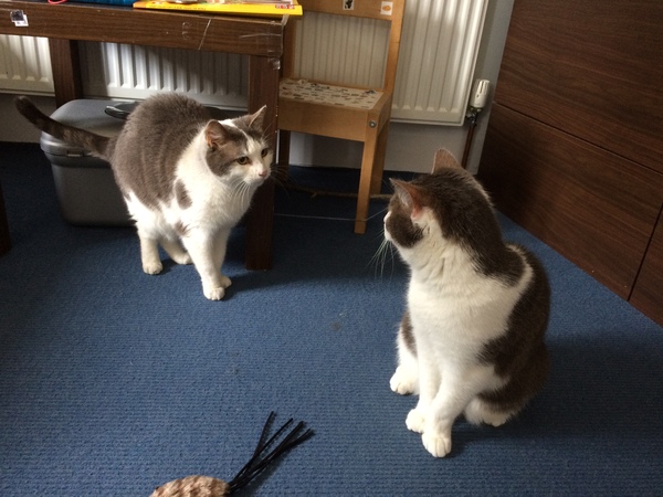 Day four in the new cat owners house
