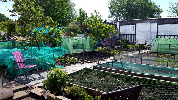 Allotment/Veg Patch Thread 9 - Spring is sprung, its getting really busy!