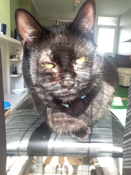 Cats still catting. What's your DCat up to today? Pt 3