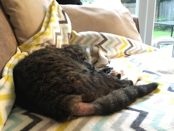 What's your DCat up to today? Pt 2