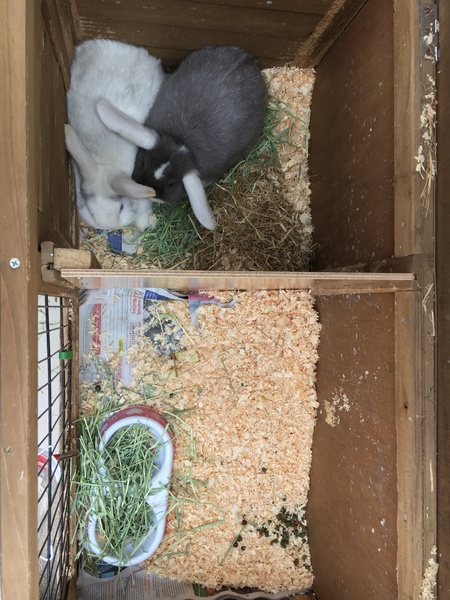 To be worried about the school rabbits? WWYD?