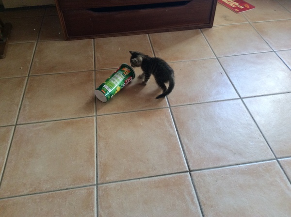 Tiny Dumped Kitten