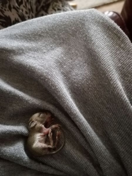 Cats still catting. What's your DCat up to today? Pt 3