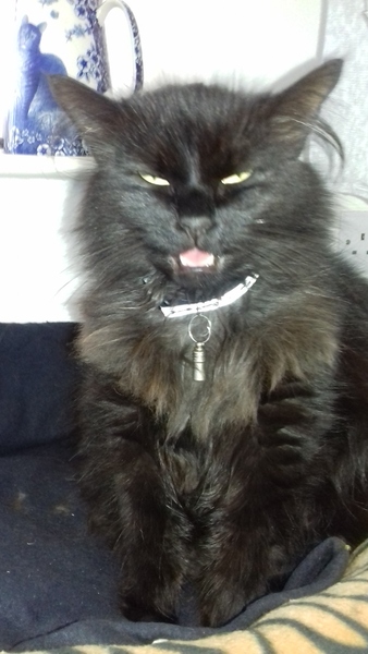 Cats still catting. What's your DCat up to today? Pt 3