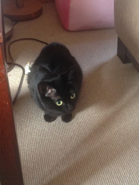 New foster!