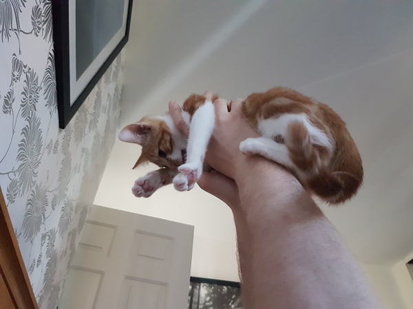 What's your DCat up to today? Pt 2
