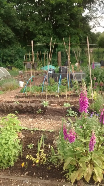 Allotment/Veg Patch Thread 9 - Spring is sprung, its getting really busy!