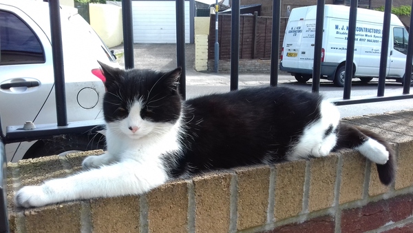 Cats still catting. What's your DCat up to today? Pt 3