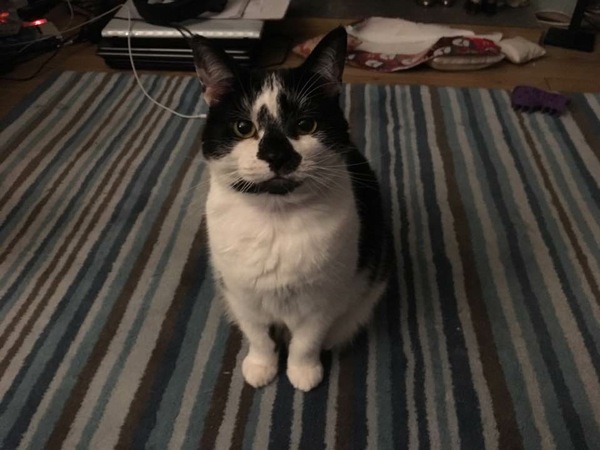 B/W cat appreciation society