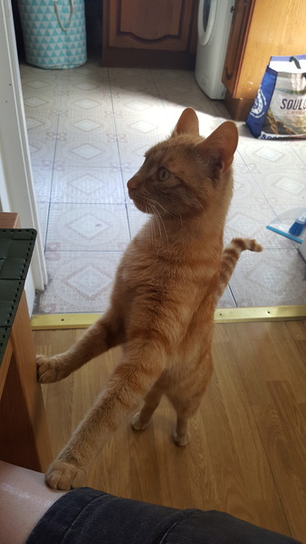 Cats still catting. What's your DCat up to today? Pt 3