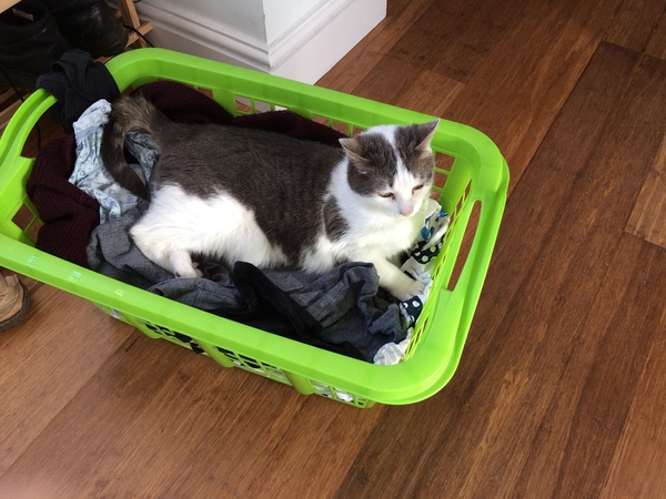 Cats still catting. What's your DCat up to today? Pt 3