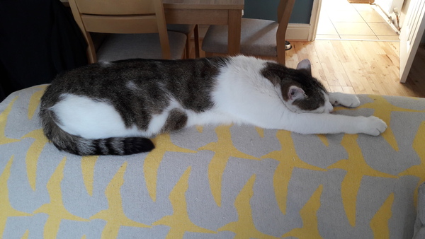 Cats still catting. What's your DCat up to today? Pt 3