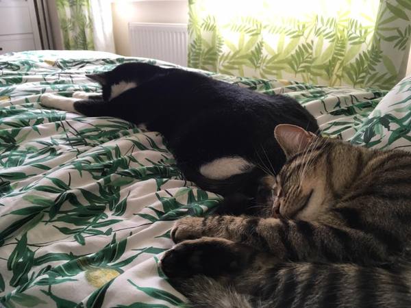 To be so excited (kitten pics included)