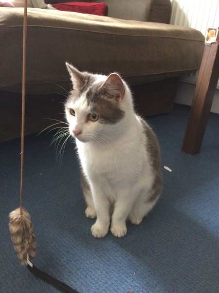 cat proofing and other new cat owner questions