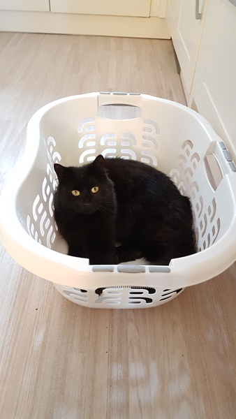 Cats still catting. What's your DCat up to today? Pt 3