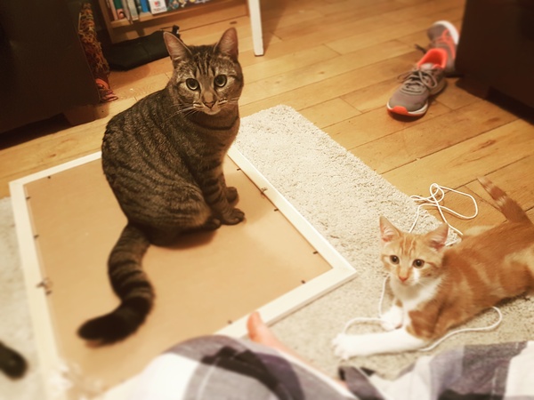 What's your DCat up to today? Pt 2