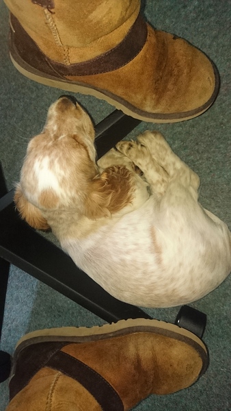 Does anyone fancy a 'puppy survival' thread?