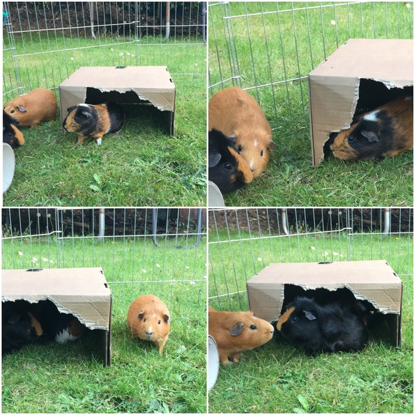 Love my cheeky guineas!