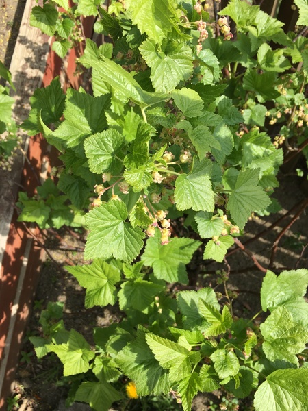 Mystery shrubby thing in my new garden