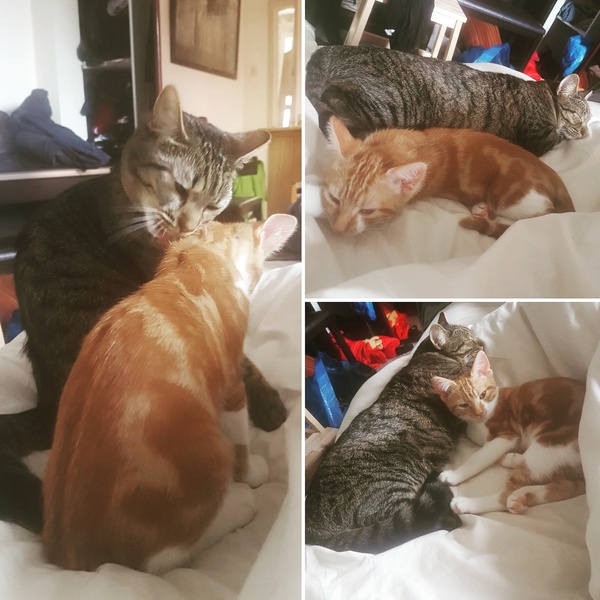 What's your DCat up to today? Pt 2