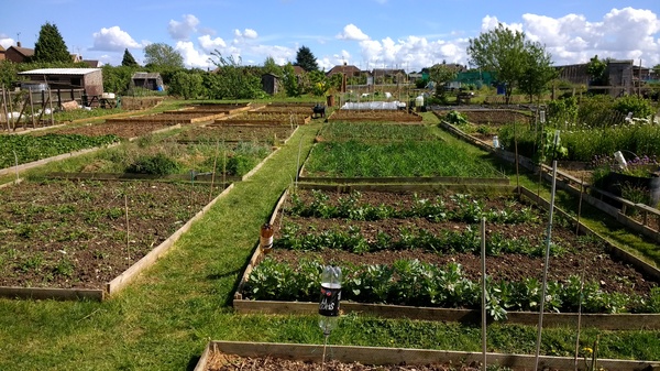 Allotment/Veg Patch Thread 9 - Spring is sprung, its getting really busy!