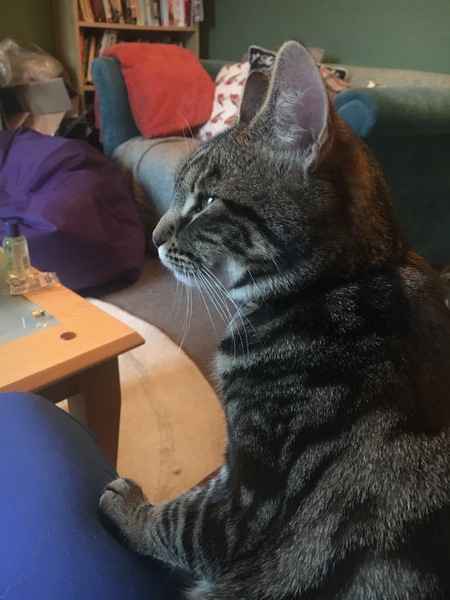 What's your DCat up to today? Pt 2