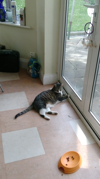 Grounded for catching a bird
