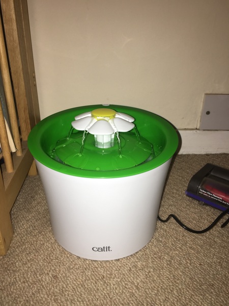 To be so excited (kitten pics included)