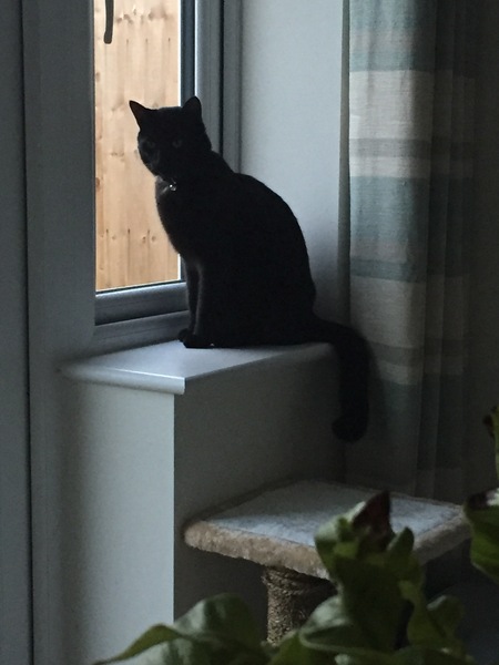 Cats still catting. What's your DCat up to today? Pt 3