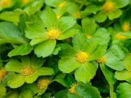 Several plant ID needed please