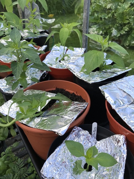 Allotment/Veg Patch Thread 9 - Spring is sprung, its getting really busy!