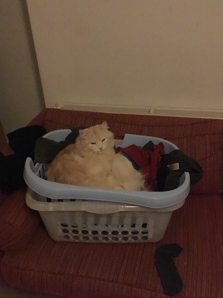 What's your DCat up to today? Pt 2