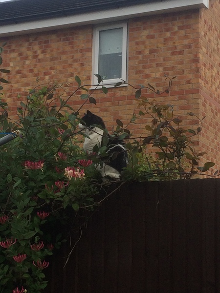 Cats still catting. What's your DCat up to today? Pt 3