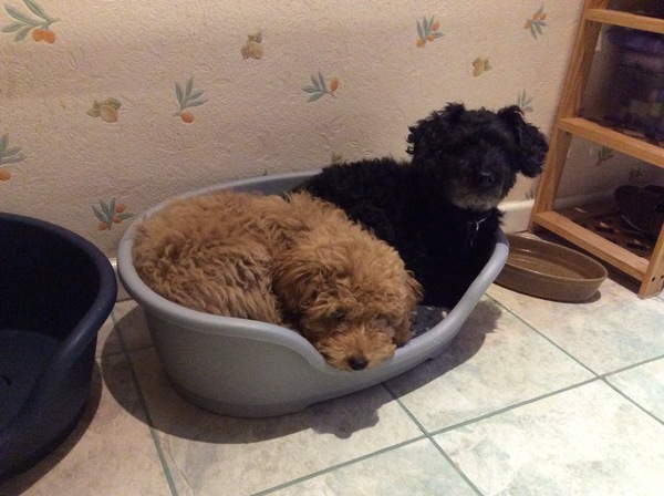 Does anyone fancy a 'puppy survival' thread?