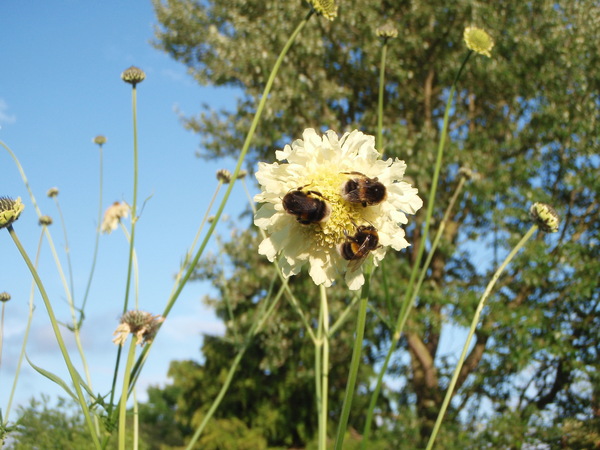 Tall, self supporting, hardy perennials