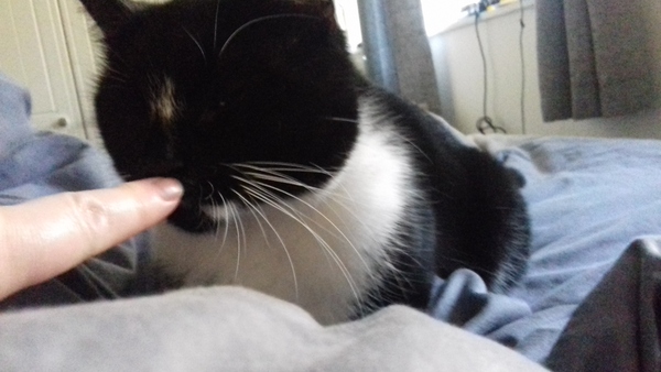 Cats still catting. What's your DCat up to today? Pt 3