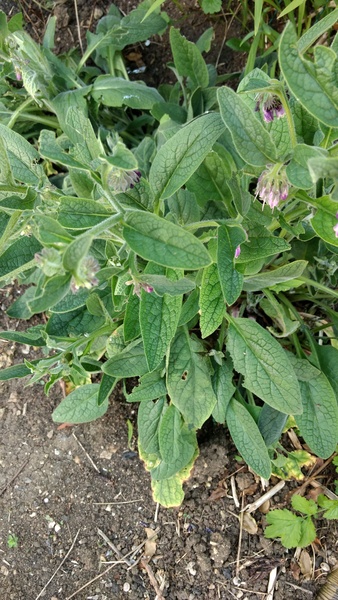 Please help: This came out of a bag of mixed seeds ...