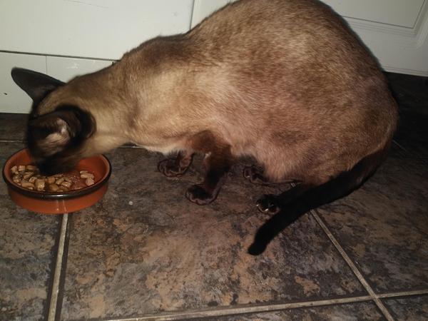 So, how much wet food should a good sized adult cat eat?