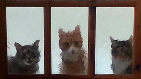 Rescue cats - experiences on adopting the 'mum'?