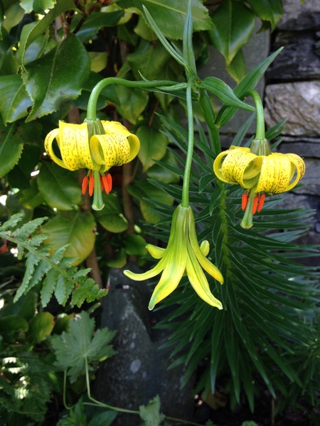 Is this a lily ?