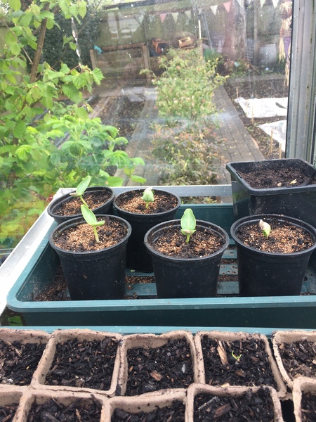 Allotment/Veg Patch Thread 9 - Spring is sprung, its getting really busy!