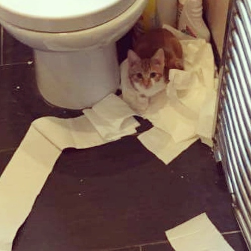What's your DCat up to today? Pt 2