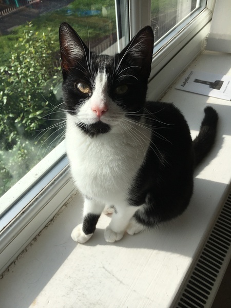 B/W cat appreciation society