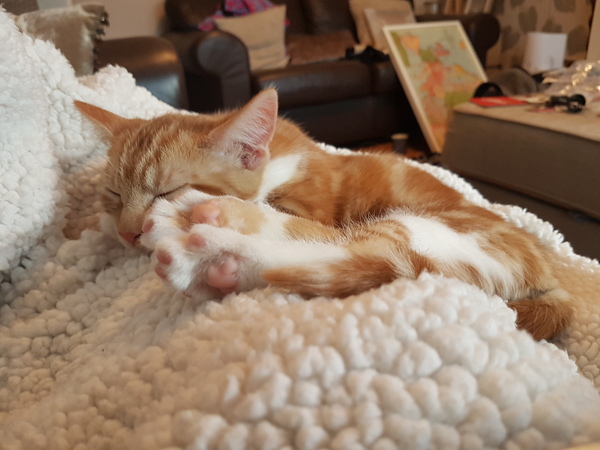What's your DCat up to today? Pt 2