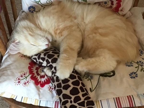 What's your DCat up to today? Pt 2
