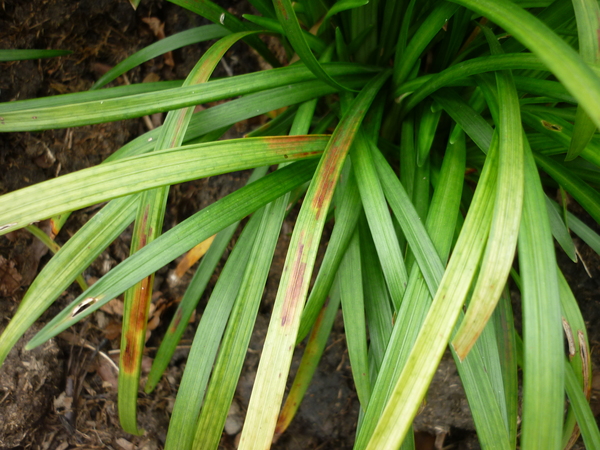 fungal infection on Liriope muscari