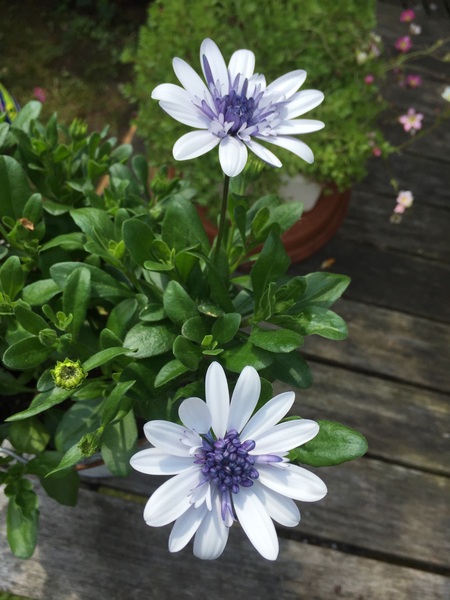 Can you identify this plant?