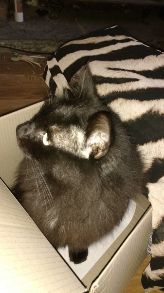 Cats still catting. What's your DCat up to today? Pt 3