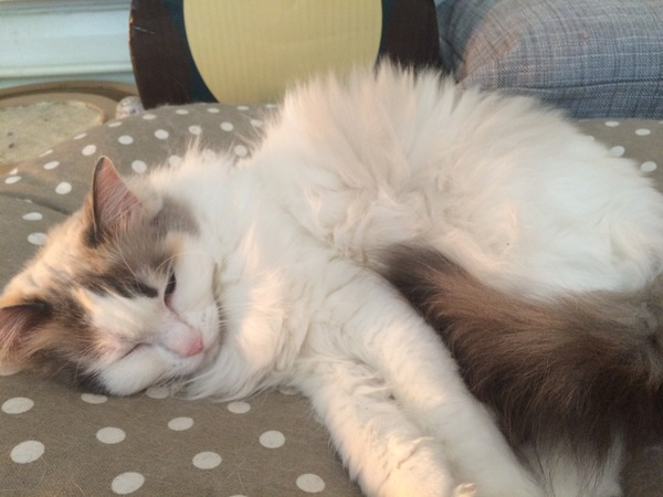 Thinking about getting a pedigree rescue....
